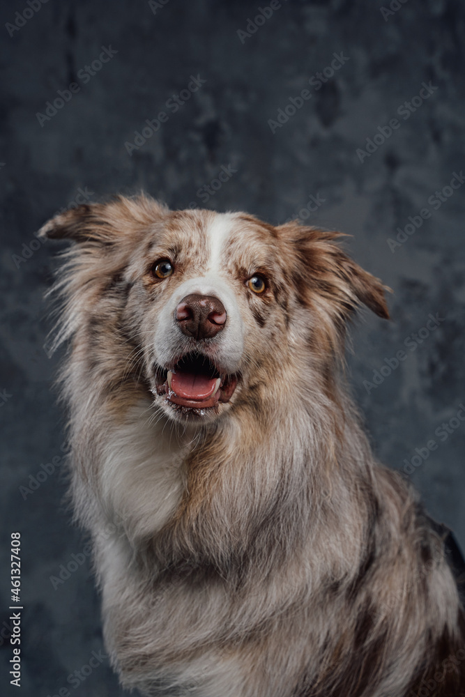 England purebred sheepdog with fluffy fur against dark background England purebred sheepdog with fluffy fur against dark background