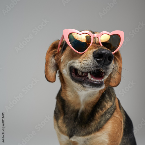 Stylish brown dog with pink heart shaped glasses