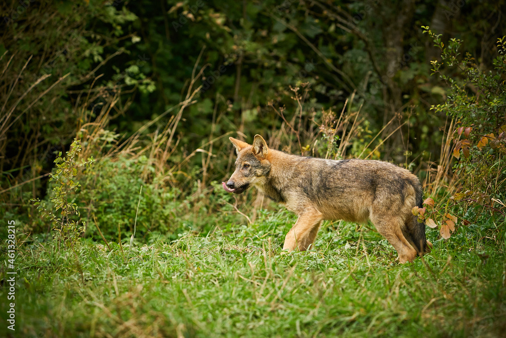 Gray wolf, Canis lupus, in the morning light.