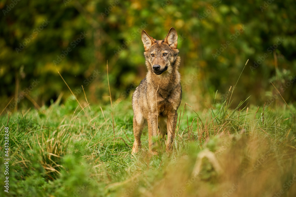 Gray wolf, Canis lupus, in the morning light.