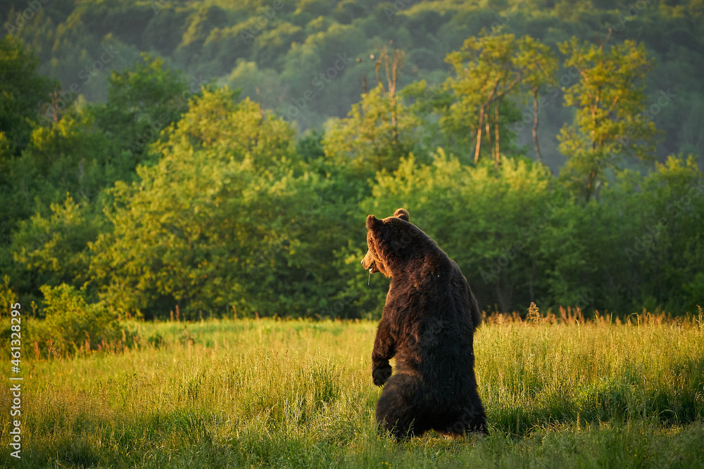 Fototapeta premium Brown Bear - Ursus arctos on a mountain meadow.