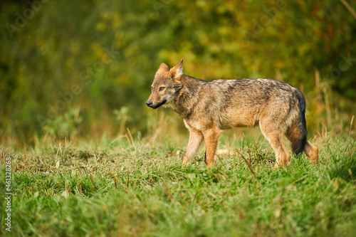 Gray wolf, Canis lupus, in the morning light. © Martin