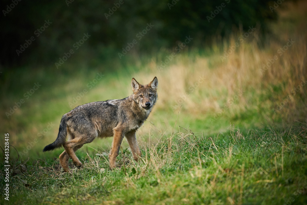 Gray wolf, Canis lupus, in the morning light.