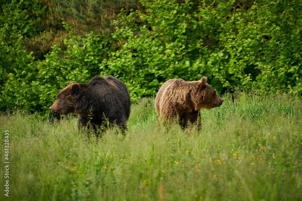 Brown bear family in the grass in the meadow Brown bear family in the grass in the meadow