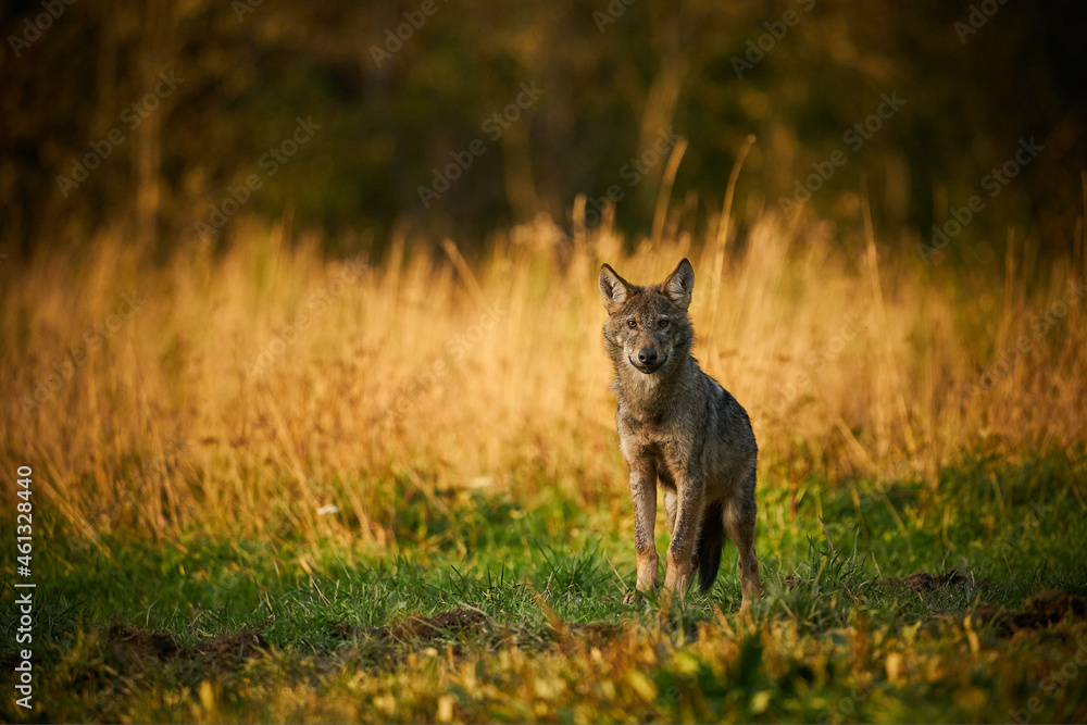 Fototapeta premium Gray wolf, Canis lupus, in the morning light.