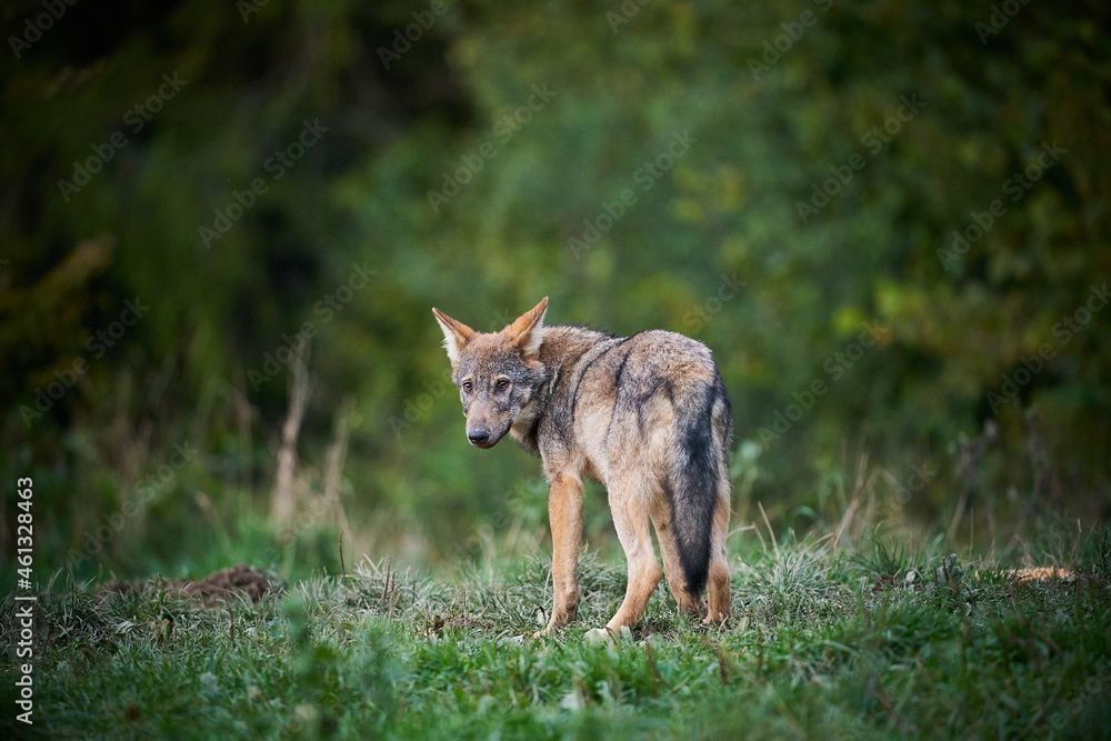 Gray wolf, Canis lupus, in the morning light.