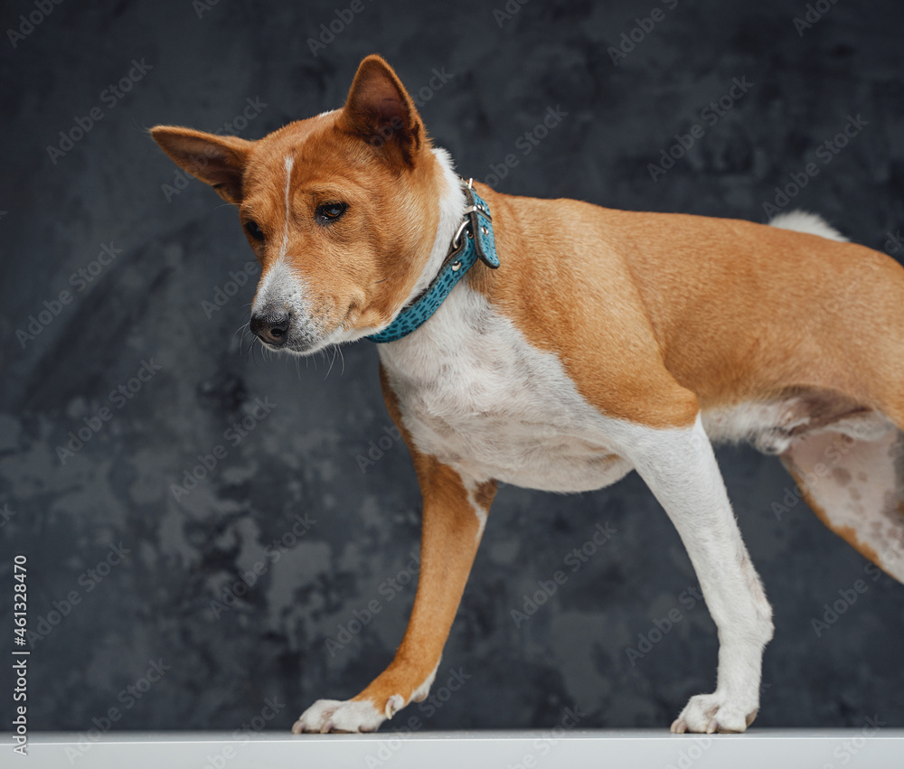 Basenji breed dog with orange fur against dark background