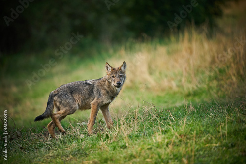 Gray wolf  Canis lupus  in the morning light.