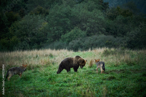 Two wolf watches the brown bear.