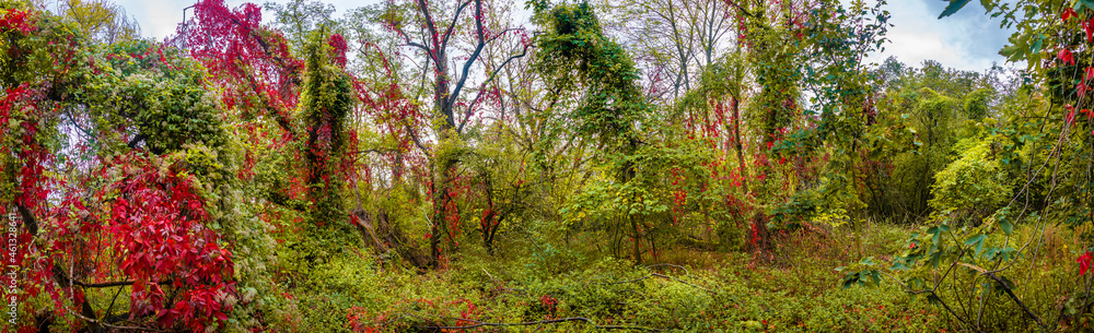 Naklejka premium Hiking through dense woods as northern hemisphere jungle with many different plants in golden Autumn colors, panorama. Concept of biodiversity and forestation.