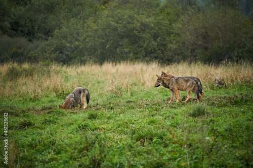 Four wolves - Canis lupus hidden in a meadow.