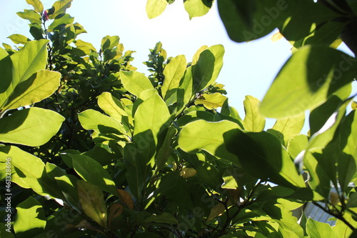 saucer magnolia leaves 
