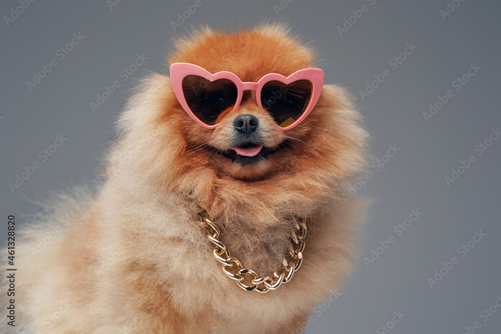 Obraz premium Orange pomeranian spitz dog with sunglasses and chain
