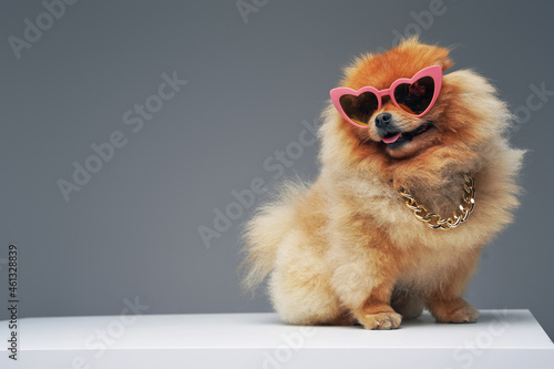 Fotografie Orange pomeranian spitz dog with sunglasses and chain