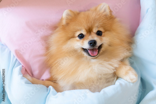 The Pomeranian dog lies in bed and looks straight into the camera