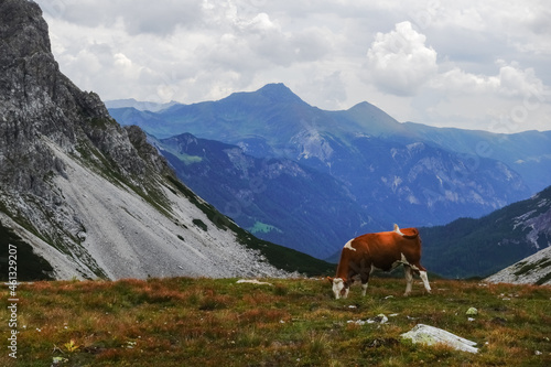 single cow standing on a meadow high on a mountain with wide view