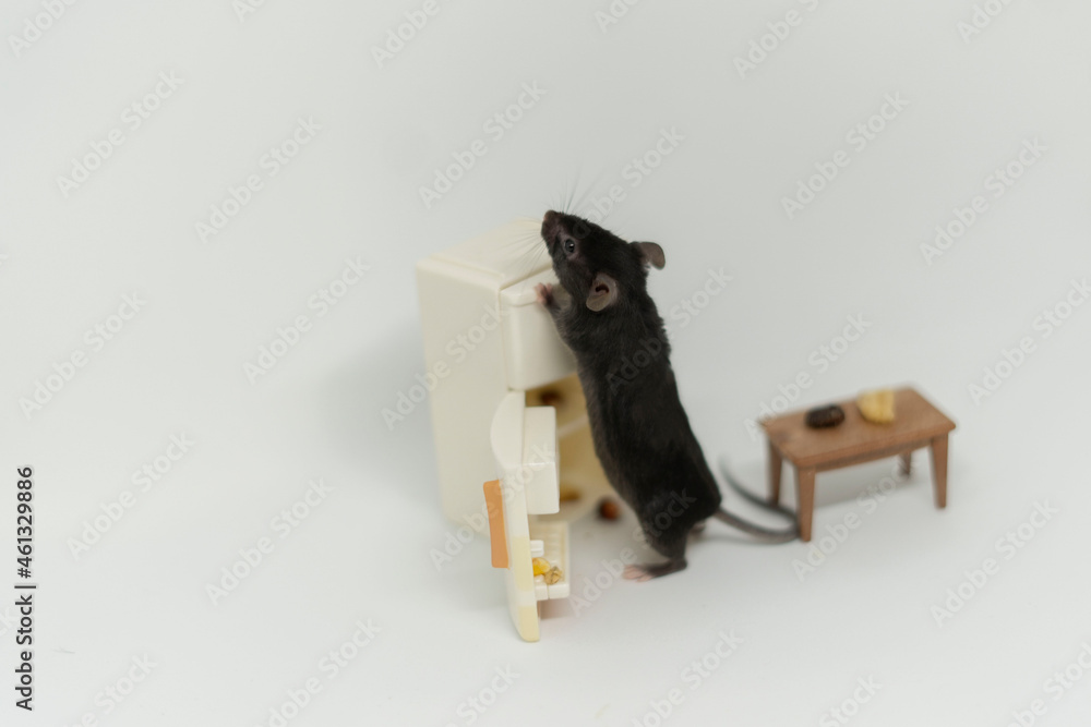 A small gray mouse looks at what is in the refrigerator. Doll furniture