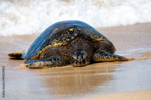 Large sea turtle coming out of the water onto a sandy beach.