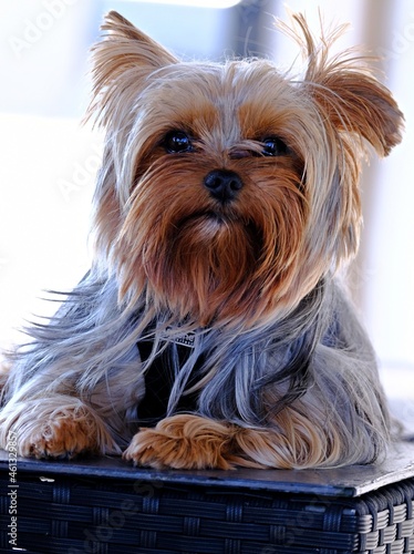 8 6 Pretty Petit Beauty Wall Murals Canvas Prints Stickers Wallsheaven