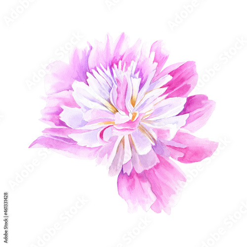 Watercolor illustration. A bud of a pink peony. Isolated over white background. Best for invitations  greetings  cards  wedding designs.