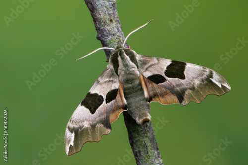 Lime Hawk-moth - Mimas tiliae