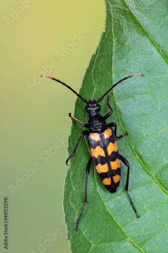 a longhorn beetle - Leptura quadrifasciata © Marek R. Swadzba