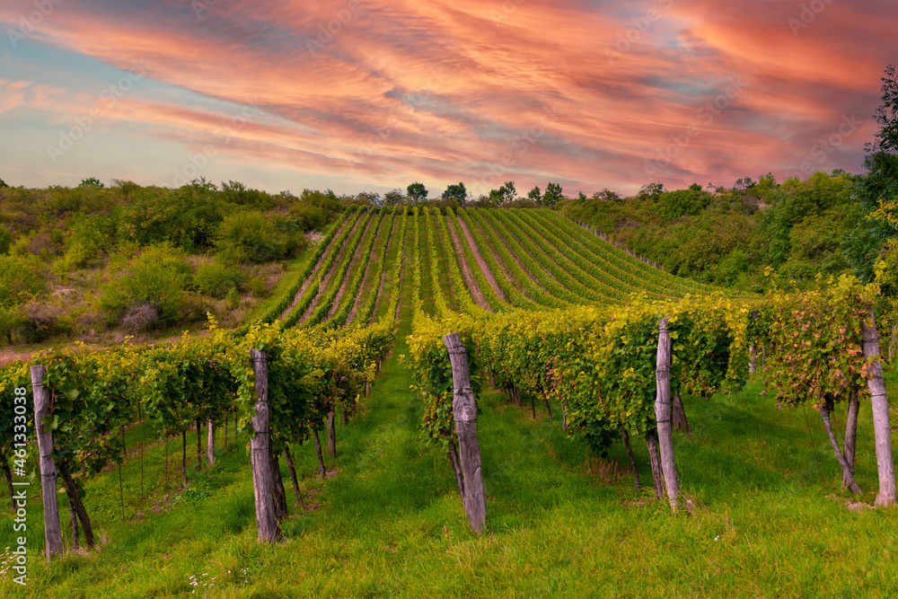 Fototapeta premium village in czech republic at sunset, grape field at sunset grape field, south moravia, czech landscape, vines field ready for harvest, restless picturesque sky