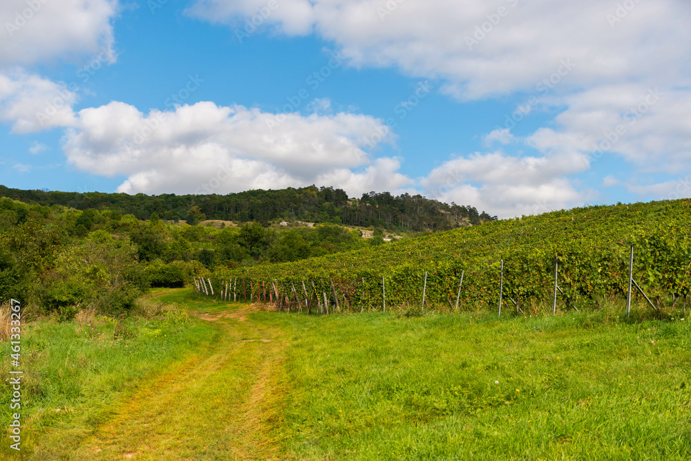 grape field, south moravia, czech landscape, vine field ready for harvest, beautiful landscape