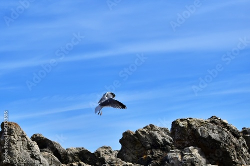 Seagull taking off from high cliff on background of blue sky