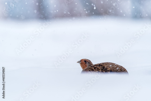 Partridge Perdix perdix on snow, winter, natural background