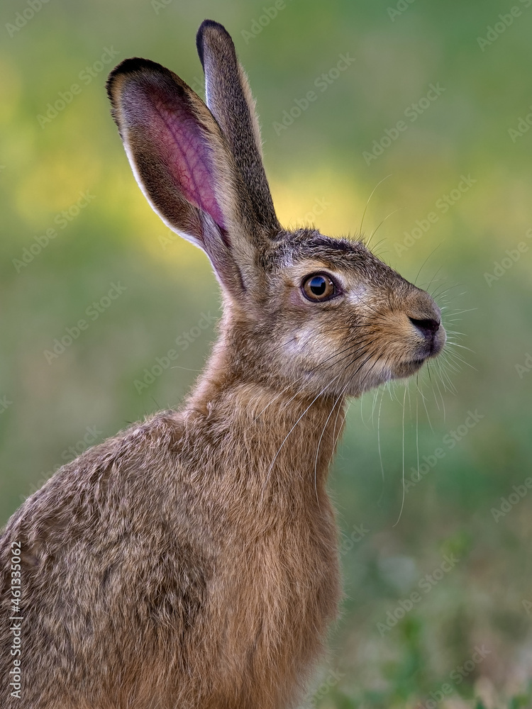 Fototapeta premium Wild European hare, lepus europaeus, sitting in grass