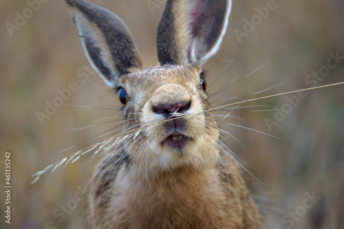 Wild European hare, lepus europaeus, happy bunny