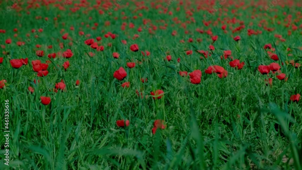 Poppy flowers field Poppy flowers field