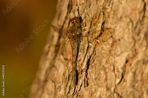 Female Common Darter resting on a pine tree
