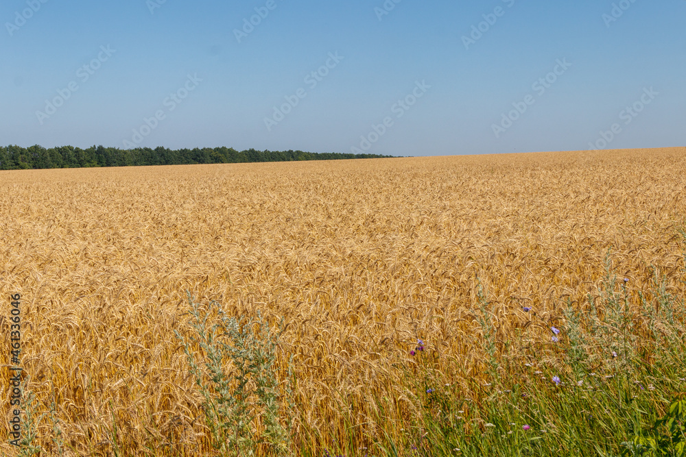 Field of ripe golden wheat