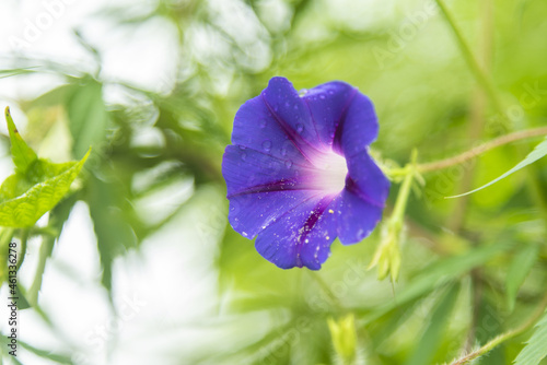 Tableau sur toile Selective focus shot of blooming Common morning-glory floewr, Ipomoea purpurea,