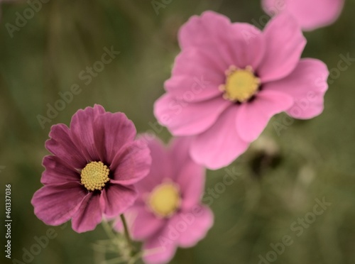 Pink cosmos flower closeup, pastel vintage pink flowers background, selective focus, bokeh.  © Anna
