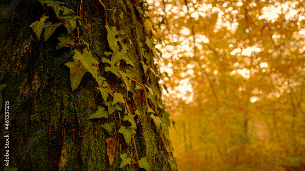 Obraz premium CLOSE UP: Ivy climbs up the trunk of tree in the middle of a fall colored forest