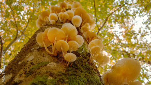 BOTTOM UP: Detailed shot of tinder fungi growing in a vibrant forest in fall.