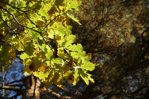 oak branch leaves bright green orange in autumn