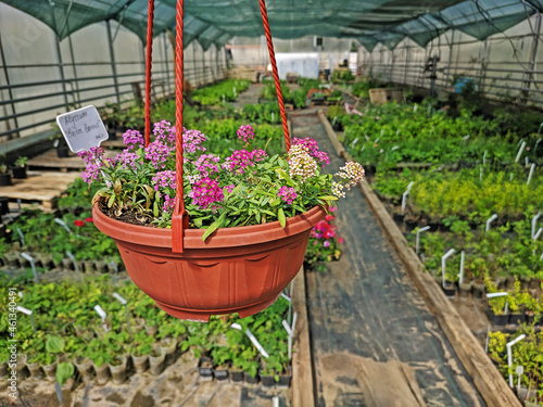 Colorful alyssum in brown pot hanging in the greenhouse © yulyao