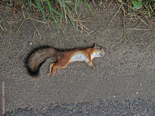 Dead squirrel lying on the ground next to the asphalt (top view)