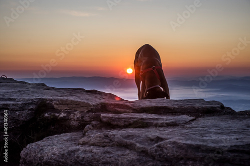 Pies na skałach podczas wschodu słońca 