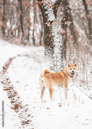 Nice akita dog in the fores...
