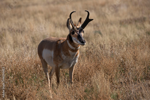 Pronghorn antelope buck in golden meadow