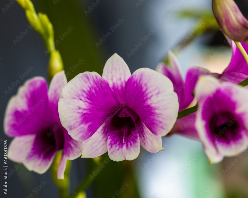 Fototapeta premium Orchid displayed at the Redlands Orchid Festival in Homestead, Fl on 100321