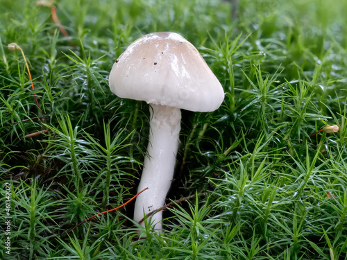 Elfenbeinschneckling, (HYGROPHORUS EBURNEUS) photo