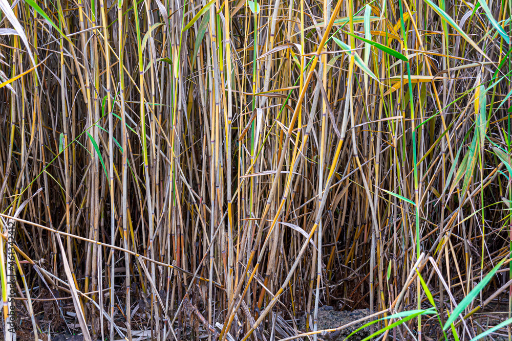Obraz premium Stems of reeds on the shore of the reservoir. Close-up. Abstract background.
