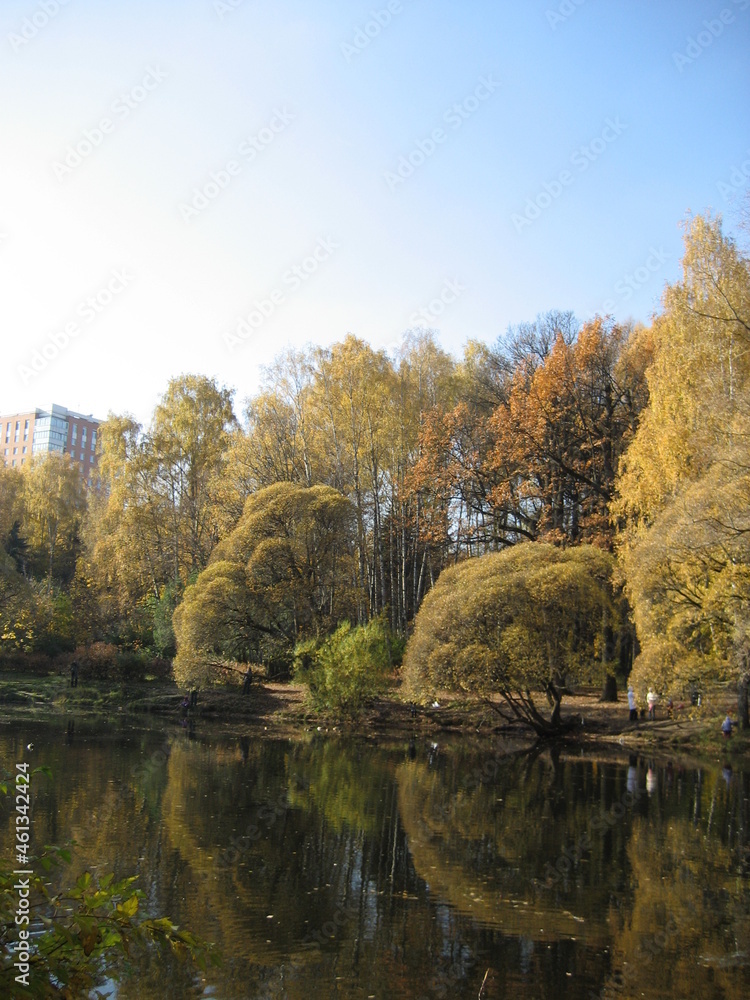 trees on the lake shore in autumn in sunny weather trees on the lake shore in autumn in sunny weather