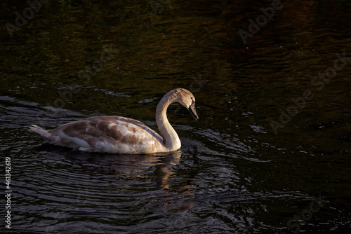 Sunlit wild immature swan swims in dark water